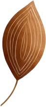 a brown leaf with a white background.jpg